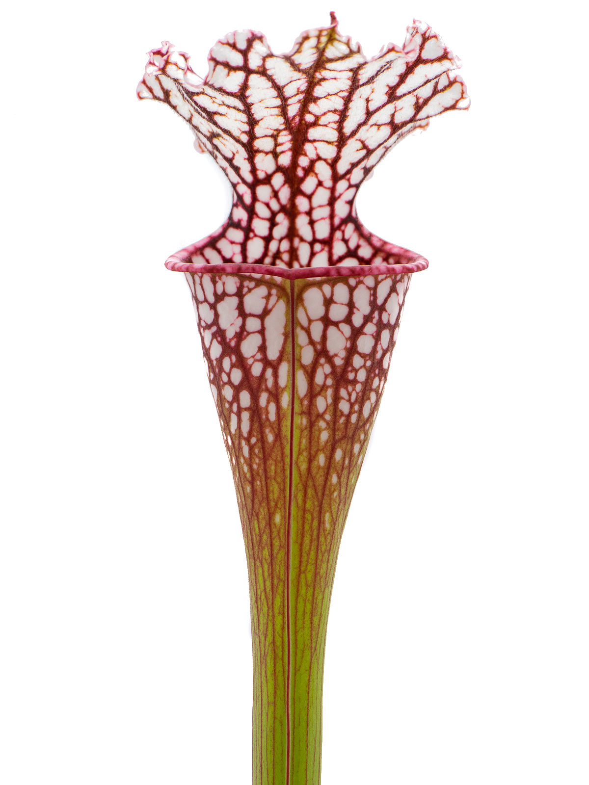 Sarracenia leucophylla YRD x (leucophylla x oreophila) - Mirek Srba