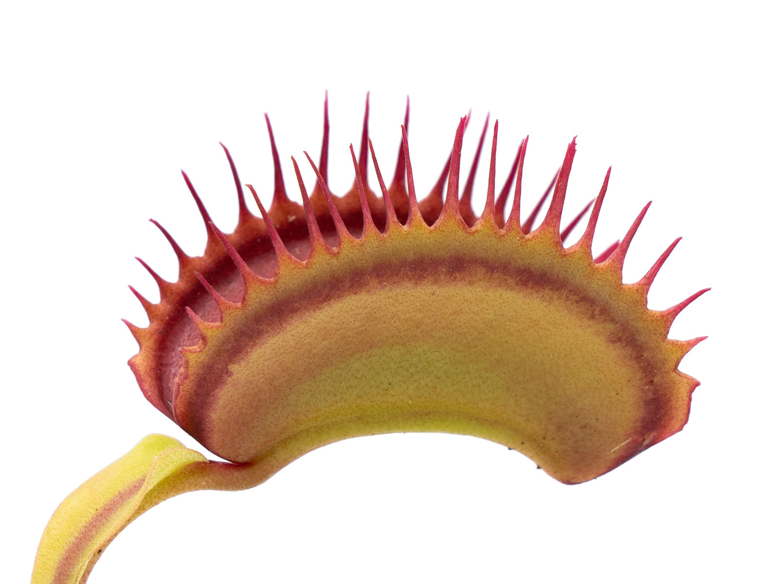 Dionaea muscipula - Robust Form