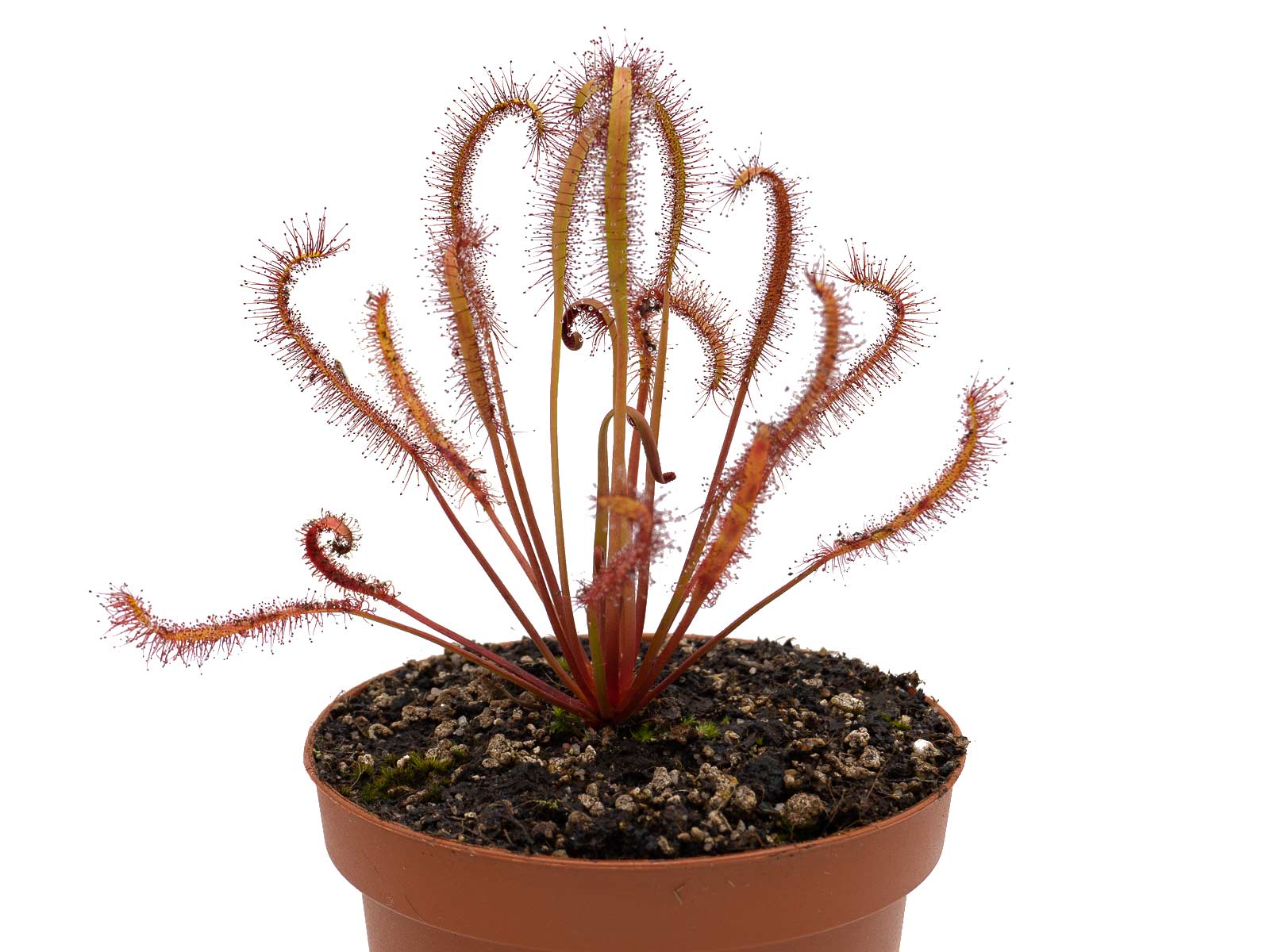 Drosera capensis - red form