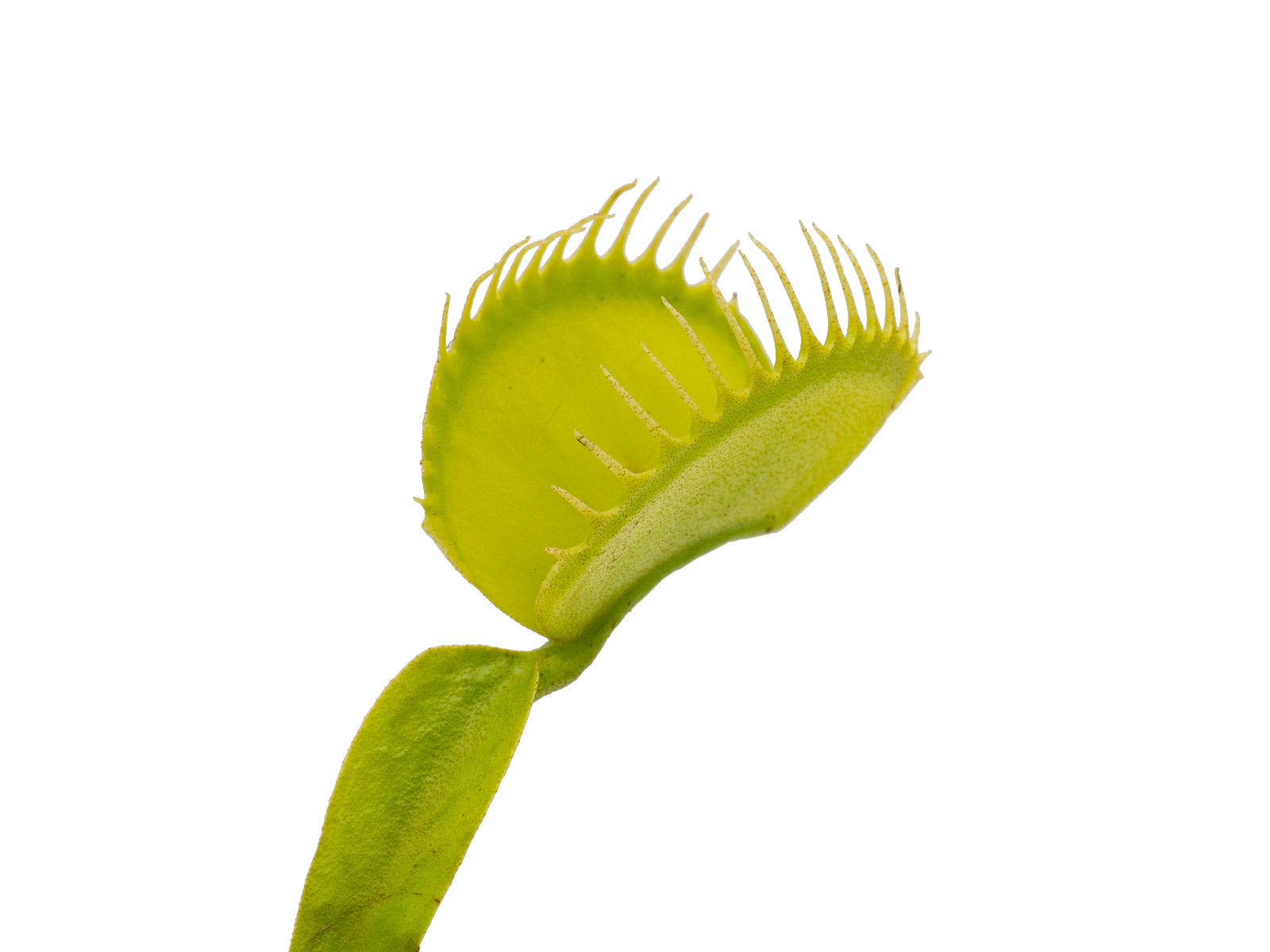 Dionaea muscipula - Heterodoxa