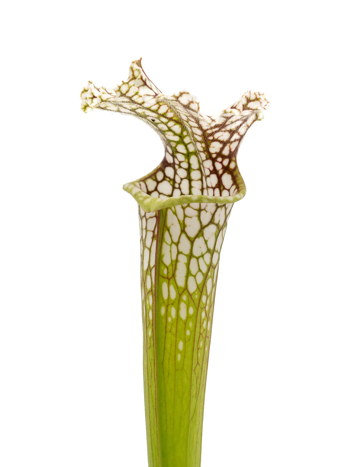 Sarracenia leucophylla - Peter Zeller