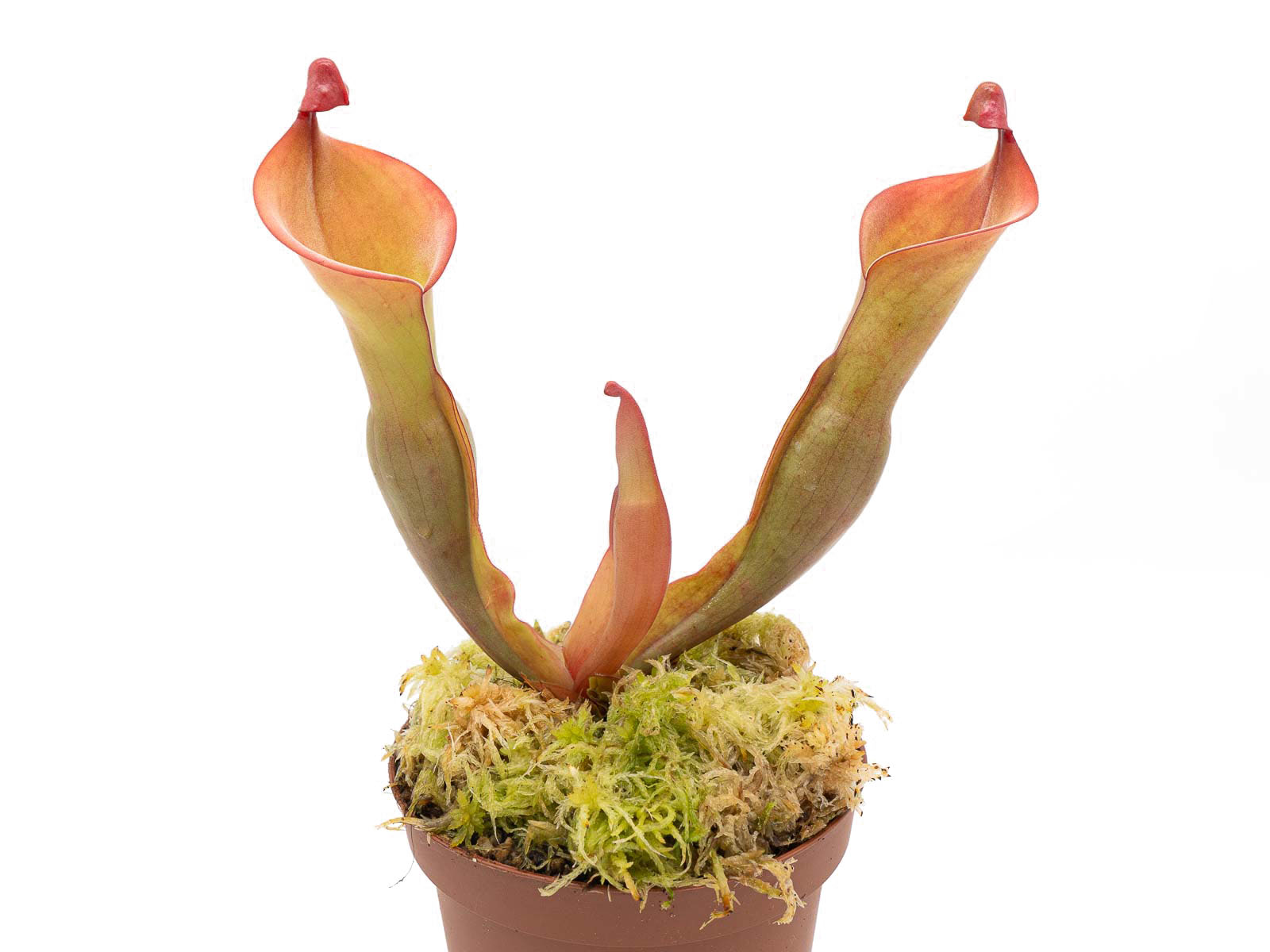 Heliamphora nutans - Giant, the original clone from Michael Schach