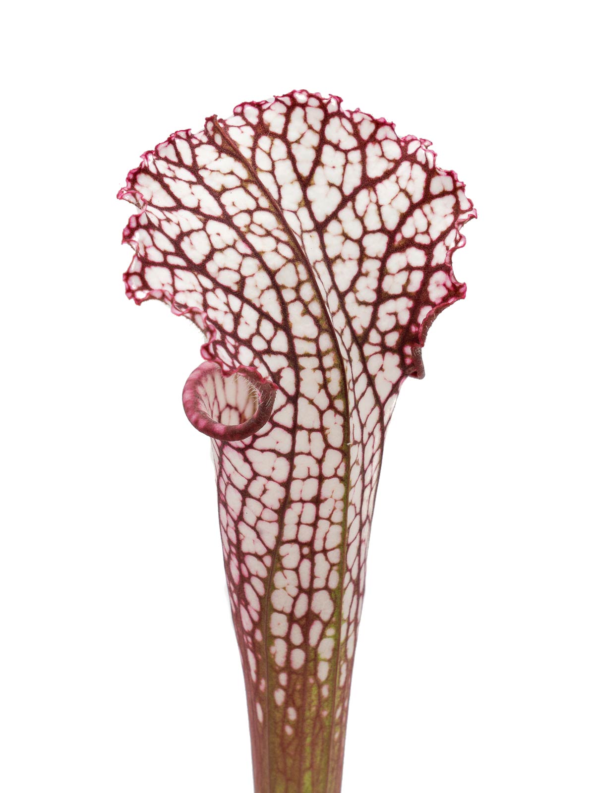 Sarracenia leucophylla - 5ee13, red form, Dr. Eberhard König