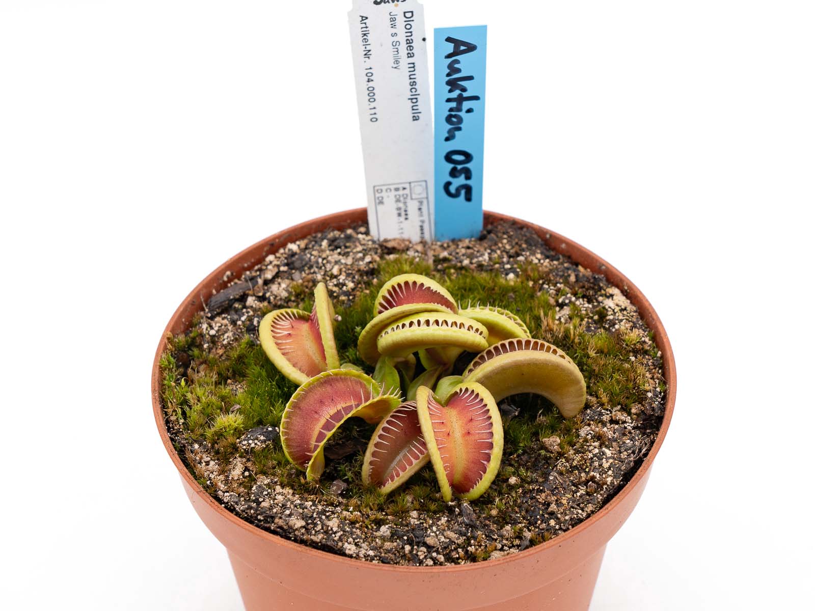 Auktion 055 - Dionaea muscipula Jaws Smiley