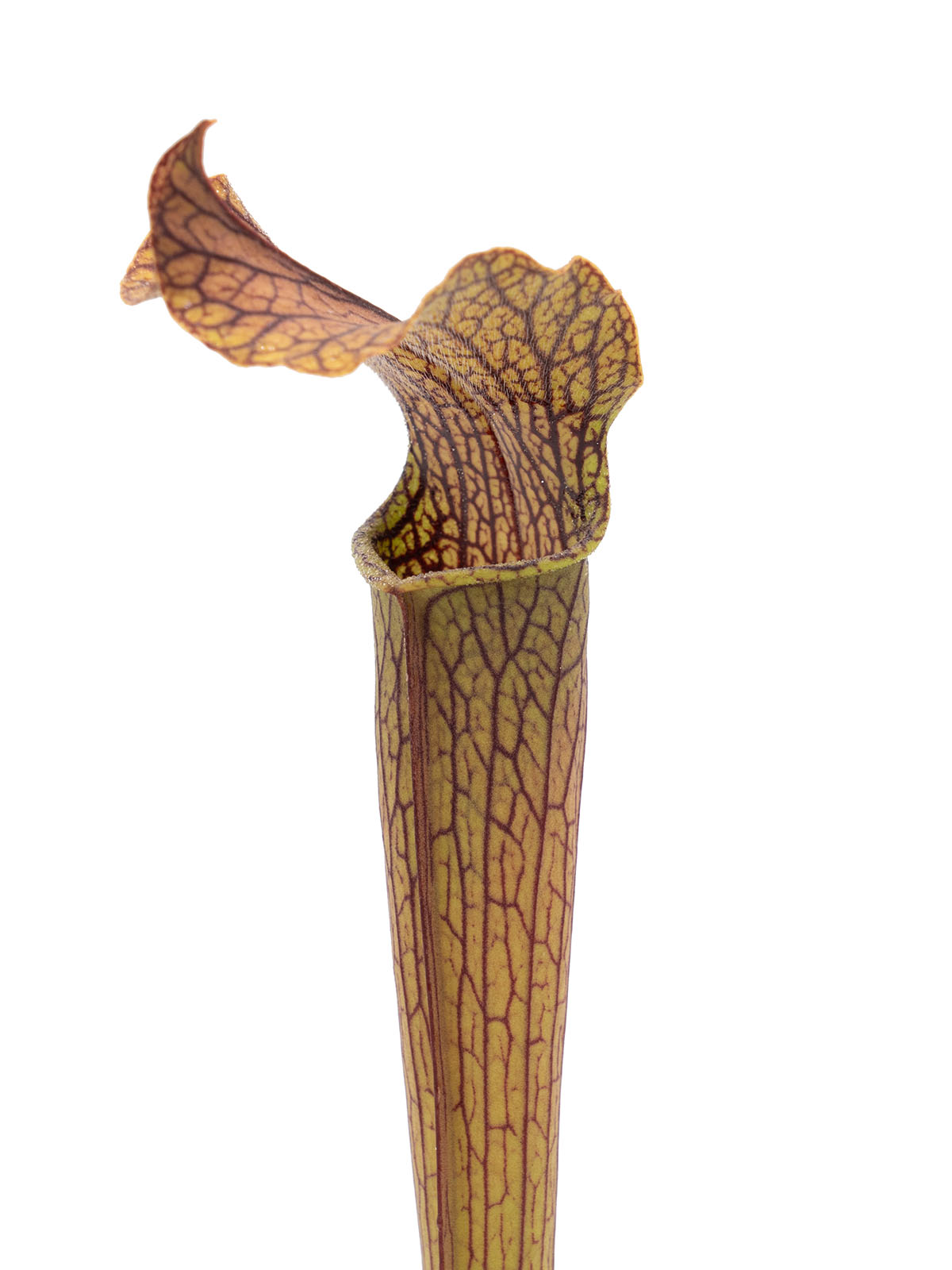 Sarracenia rubra ssp. gulfensis - dark tall pitchers