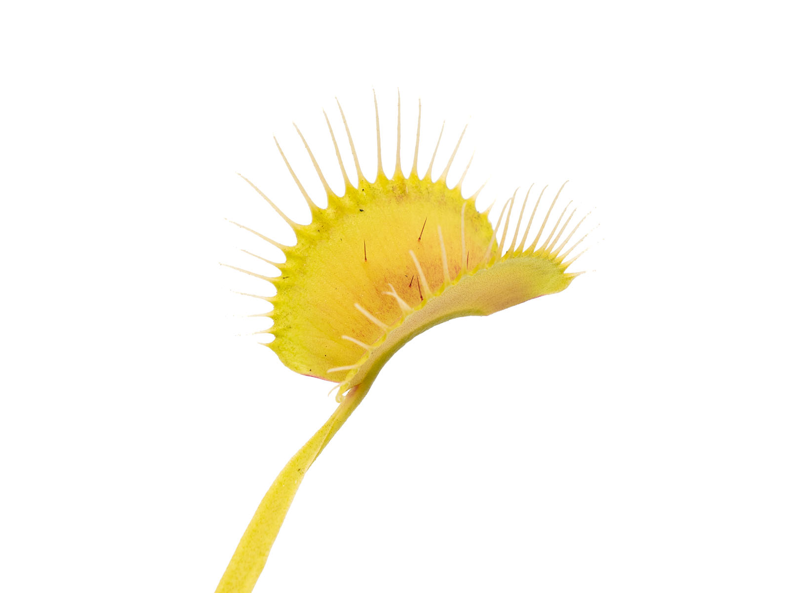 Dionaea muscipula - G6