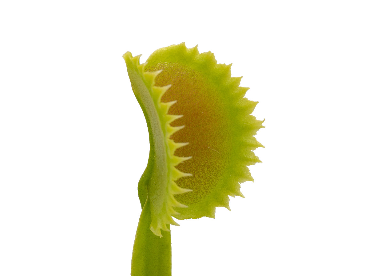 Dionaea muscipula - GJ Giant Shark