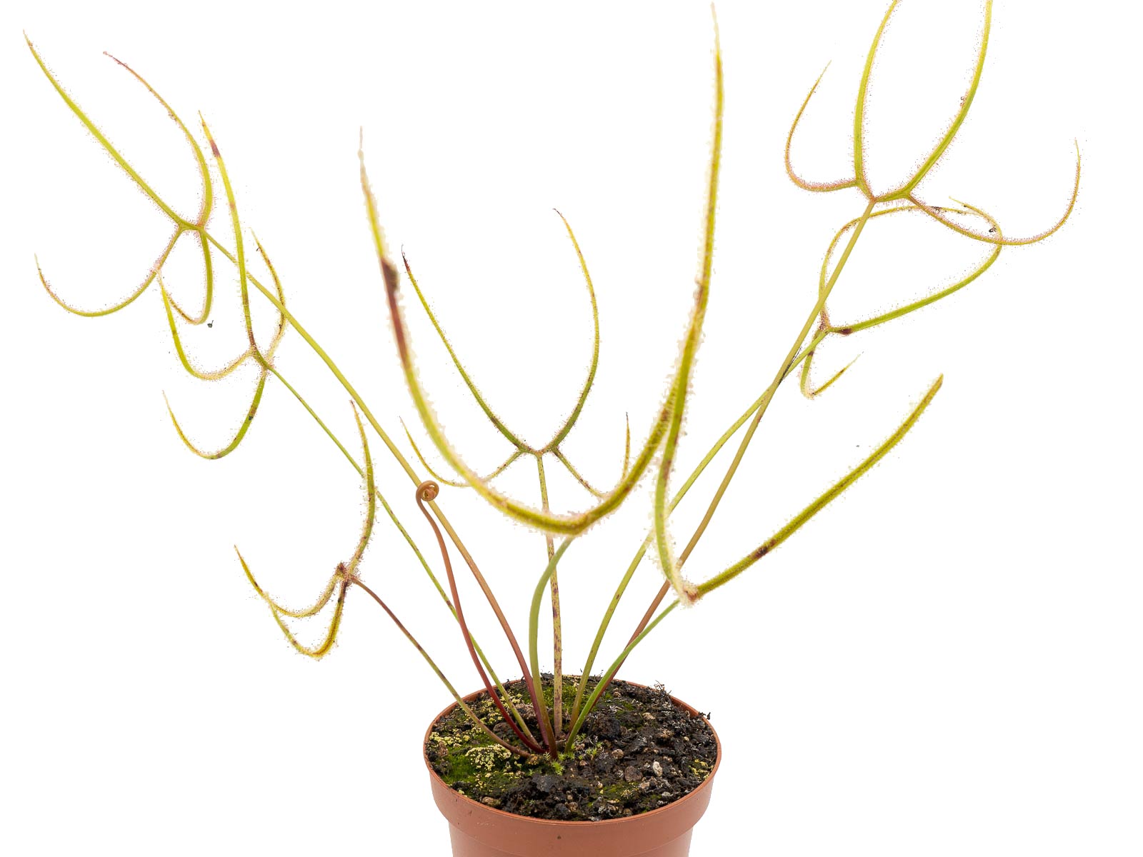 Drosera binata var. dichotoma - Giant form, 70cm tall