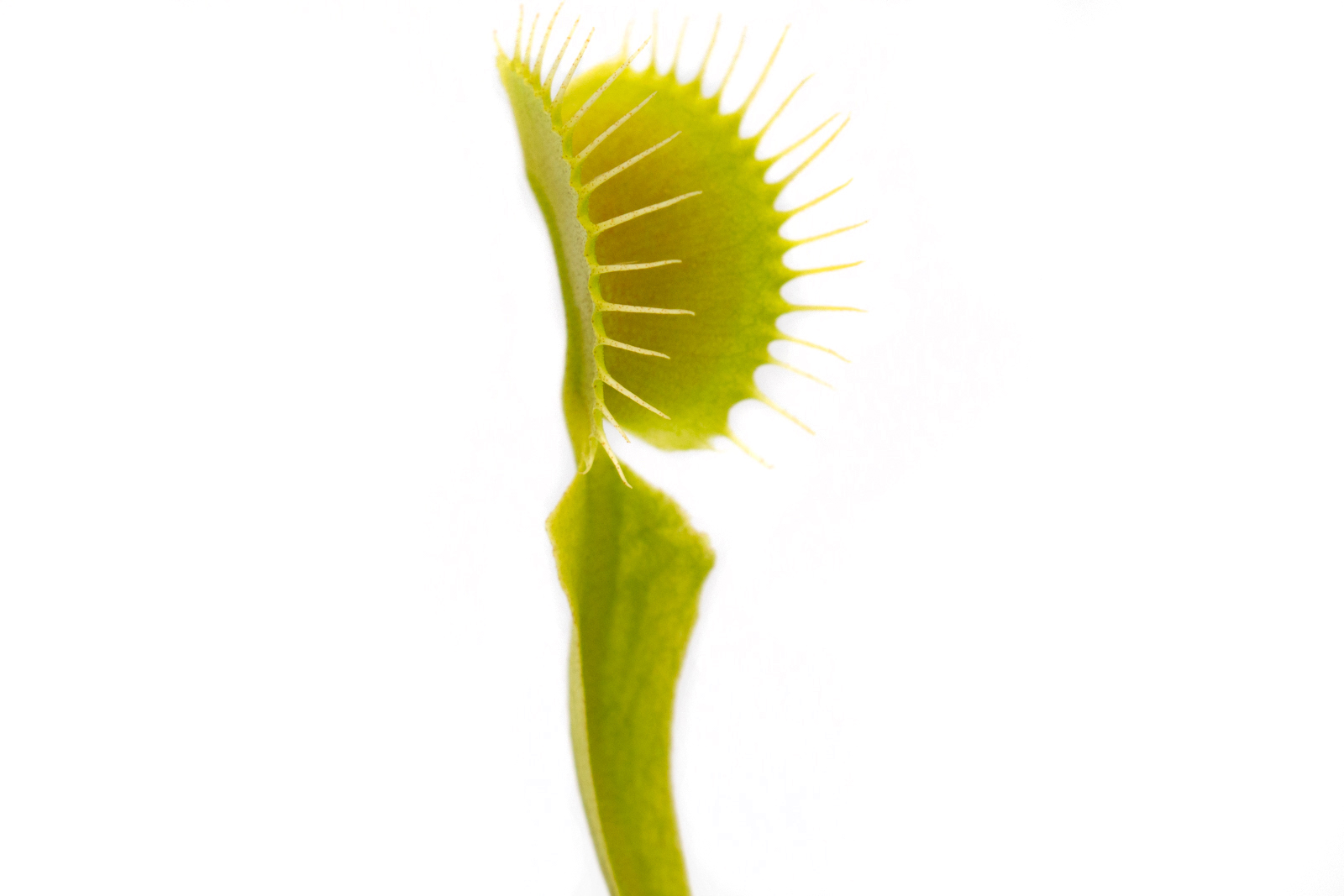Dionaea muscipula - Long Petiole