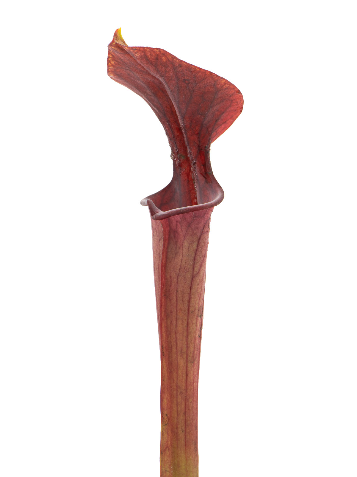 Sarracenia alata - red lid, Giant form