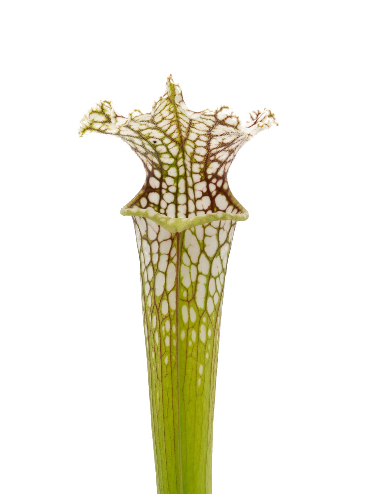 Sarracenia leucophylla - Peter Zeller